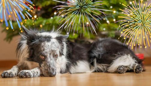 Jak przygotwać psa, szczeniaka do sylwestra?